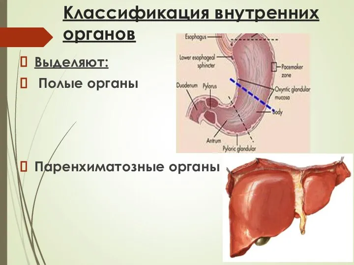 Классификация внутренних органов Выделяют: Полые органы Паренхиматозные органы