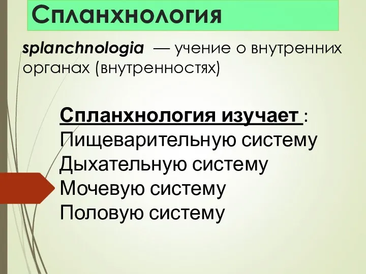 Спланхнология splanchnologia — учение о внутренних органах (внутренностях) Спланхнология изучает : Пищеварительную