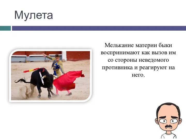 Мулета Мелькание материи быки воспринимают как вызов им со стороны неведомого противника и реагируют на него.