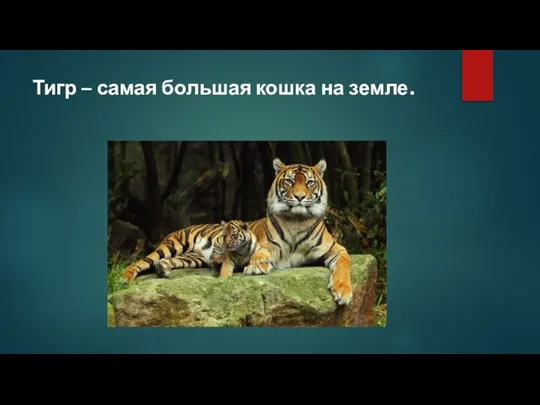 Тигр – самая большая кошка на земле.