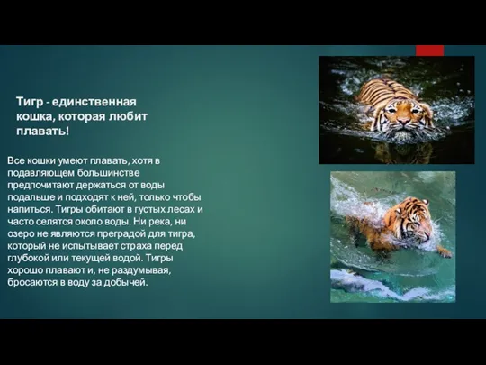 Тигр - единственная кошка, которая любит плавать! Все кошки умеют плавать, хотя