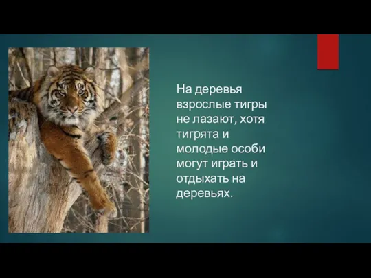 На деревья взрослые тигры не лазают, хотя тигрята и молодые особи могут