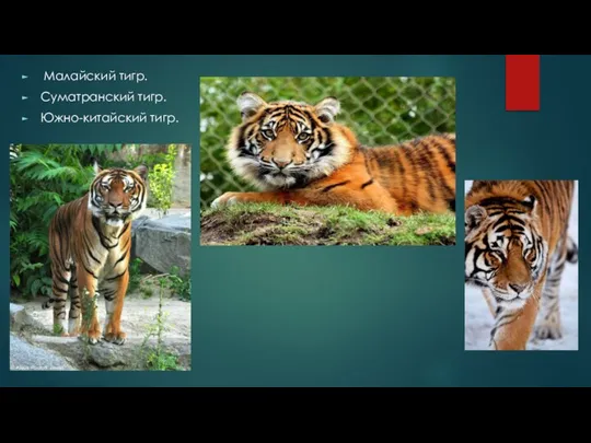 Малайский тигр. Суматранский тигр. Южно-китайский тигр.