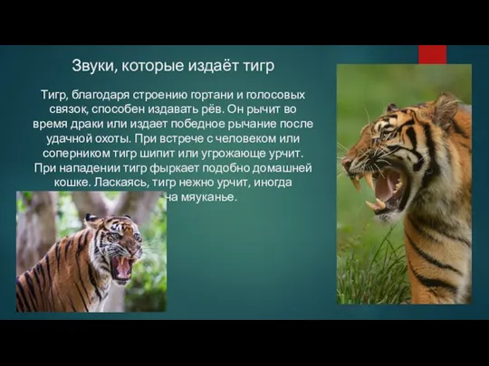 Звуки, которые издаёт тигр Тигр, благодаря строению гортани и голосовых связок, способен