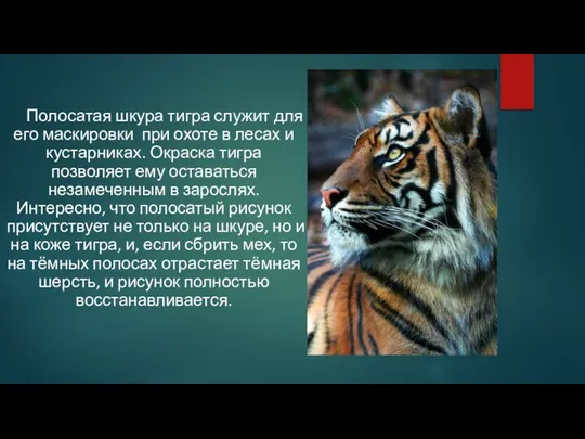 Полосатая шкура тигра служит для его маскировки при охоте в лесах и
