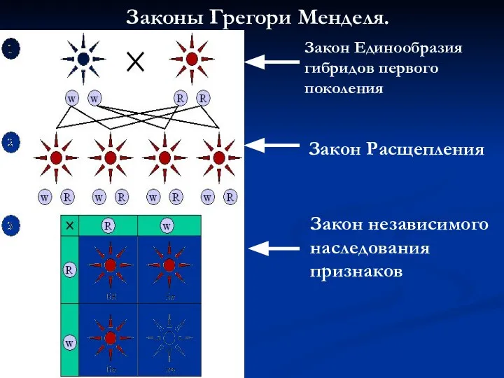 Законы Грегори Менделя. Закон Единообразия гибридов первого поколения Закон Расщепления Закон независимого наследования признаков