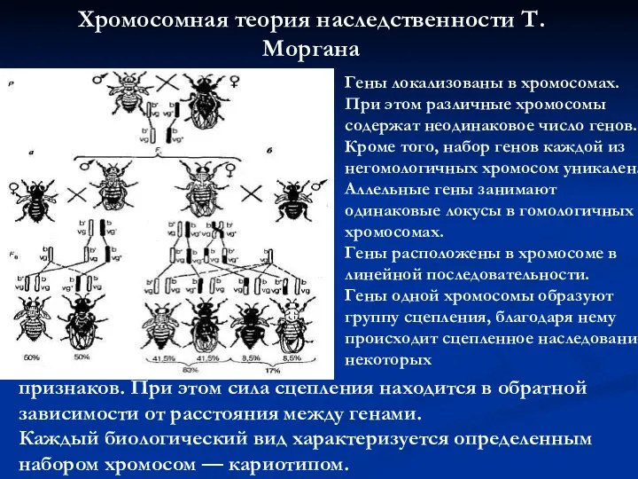 Хромосомная теория наследственности Т. Моргана Гены локализованы в хромосомах. При этом различные