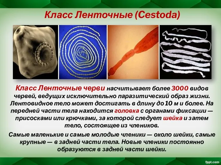 Класс Ленточные (Cestoda) Класс Ленточные черви насчитывает более 3000 видов червей, ведущих