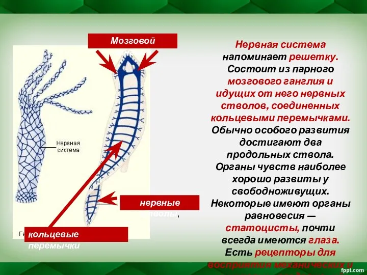 Нервная система напоминает решетку. Состоит из парного мозгового ганглия и идущих от