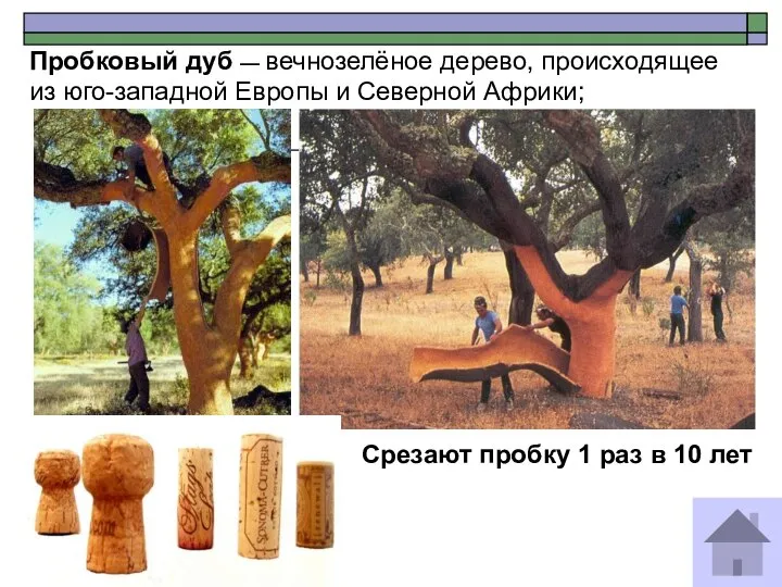 Пробковый дуб — вечнозелёное дерево, происходящее из юго-западной Европы и Северной Африки;