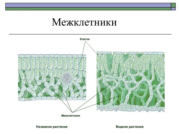 Межклетники