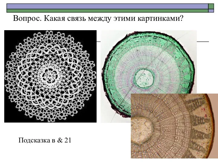 Вопрос. Какая связь между этими картинками? Подсказка в & 21