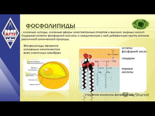 НАЗВАНИЕ ПРЕЗЕНТАЦИИ