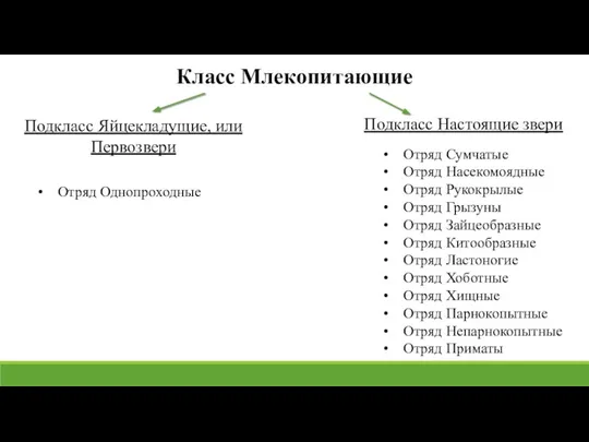 Класс Млекопитающие Подкласс Яйцекладущие, или Первозвери Подкласс Настоящие звери Отряд Однопроходные Отряд