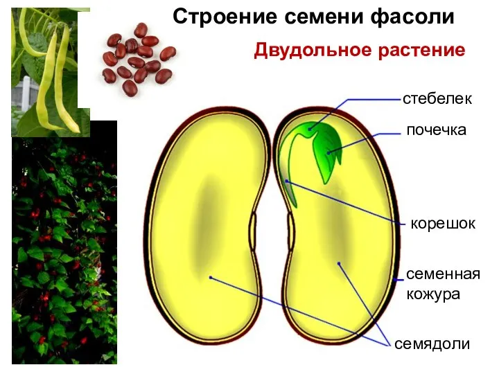 семенная кожура семядоли почечка стебелек корешок Строение семени фасоли Двудольное растение