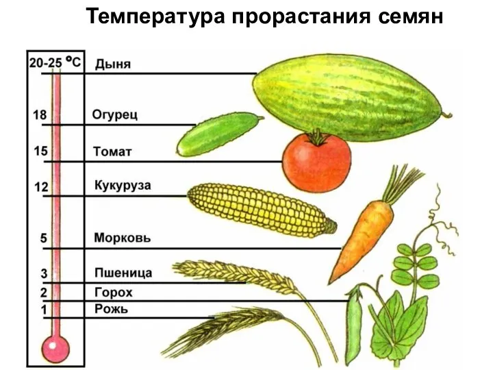 Температура прорастания семян