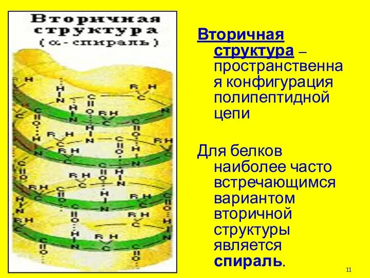 Вторичная структура – пространственная конфигурация полипептидной цепи Для белков наиболее часто встречающимся