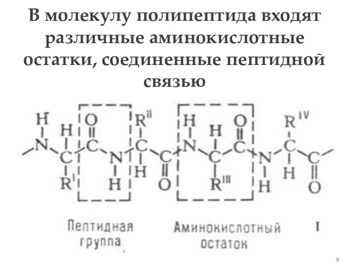 В молекулу полипептида входят различные аминокислотные остатки, соединенные пептидной связью