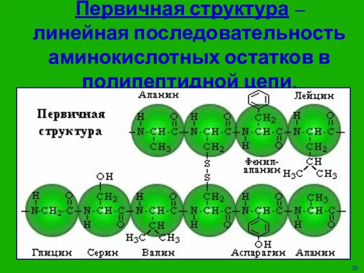 Первичная структура – линейная последовательность аминокислотных остатков в полипептидной цепи.