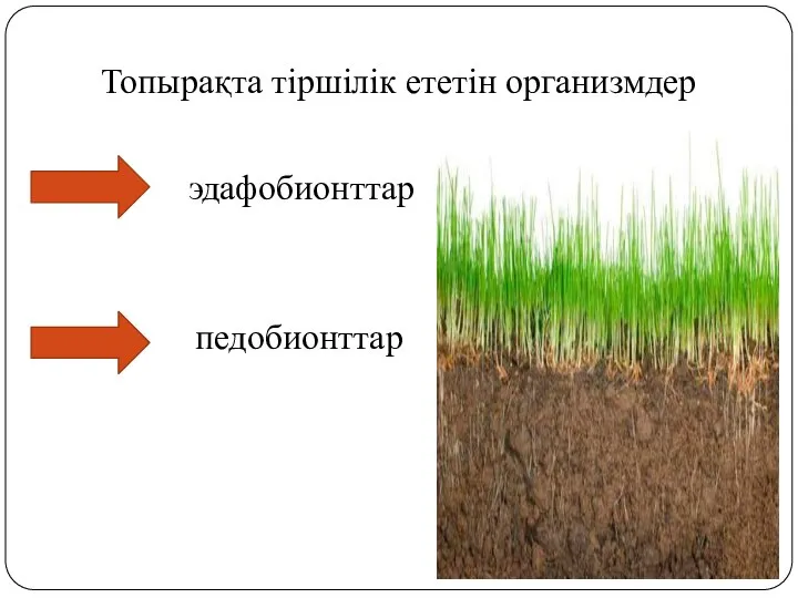 Топырақта тіршілік ететін организмдер эдафобионттар педобионттар