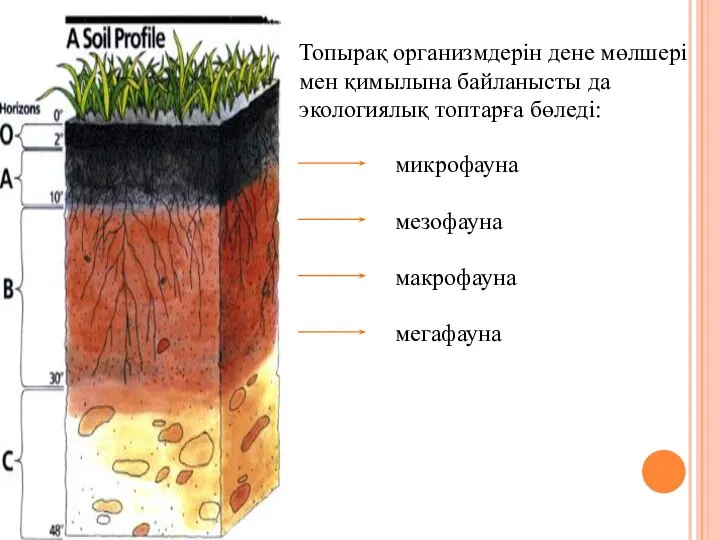 Топырақ организмдерін дене мөлшері мен қимылына байланысты да экологиялық топтарға бөледі: микрофауна мезофауна макрофауна мегафауна