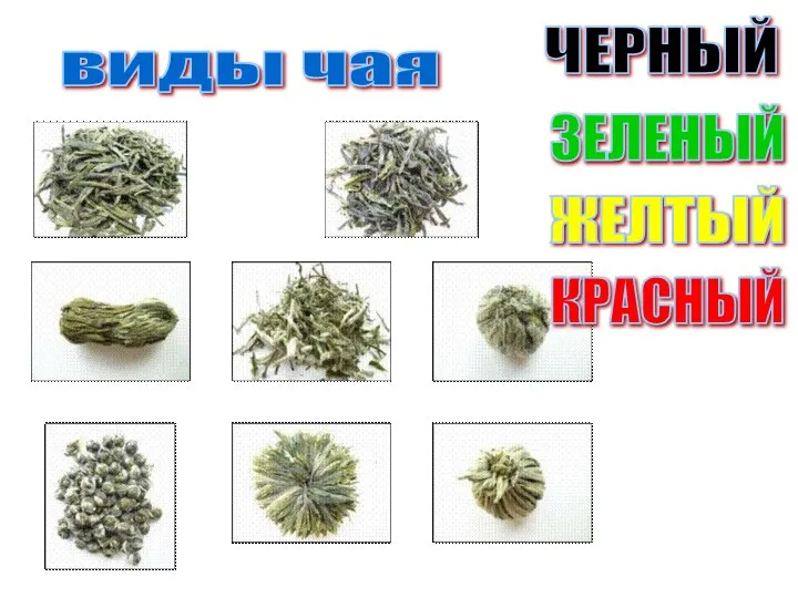 виды чая ЧЕРНЫЙ ЗЕЛЕНЫЙ ЖЕЛТЫЙ КРАСНЫЙ