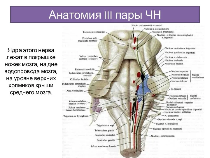 Анатомия III пары ЧН Ядра этого нерва лежат в покрышке ножек мозга,