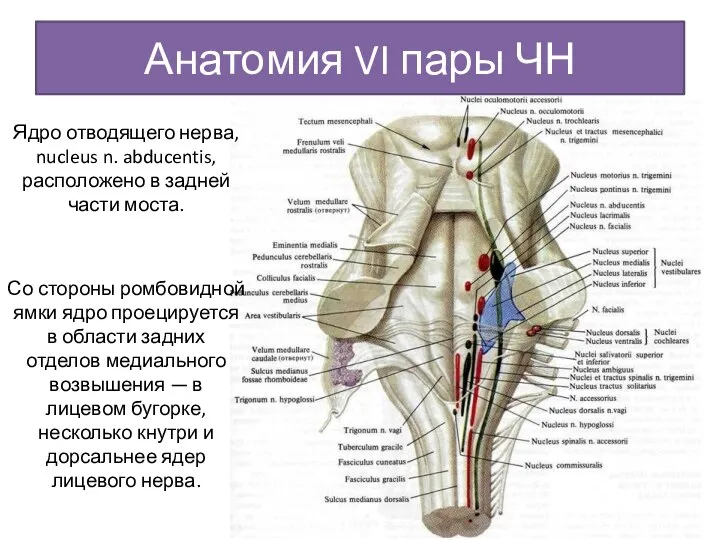Анатомия VI пары ЧН Ядро отводящего нерва, nucleus n. abducentis, расположено в