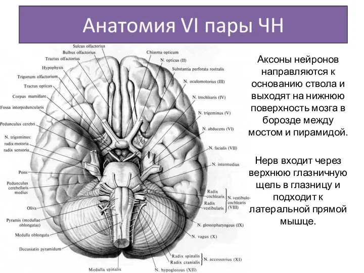 Аксоны нейронов направляются к основанию ствола и выходят на нижнюю поверхность мозга