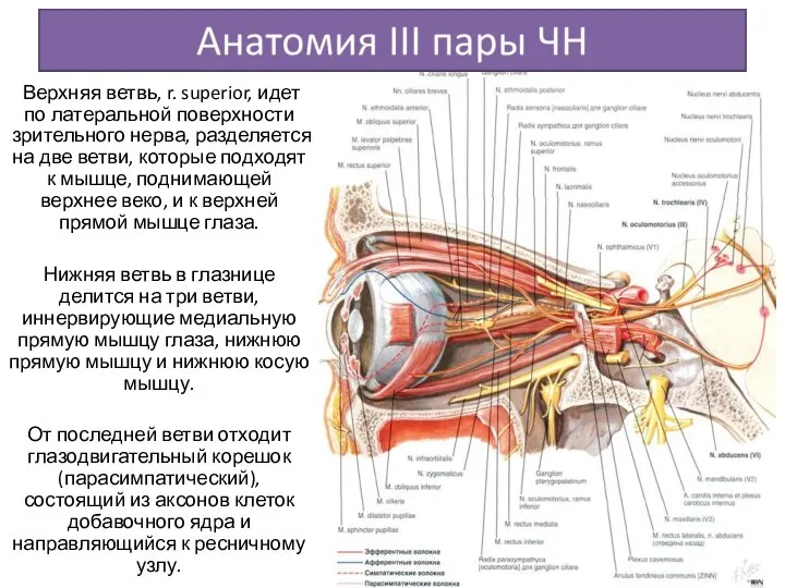 Верхняя ветвь, r. superior, идет по латеральной поверхности зрительного нерва, разделяется на