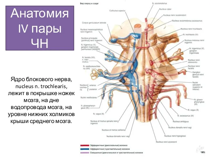 Анатомия IV пары ЧН Ядро блокового нерва, nucleus n. trochlearis, лежит в