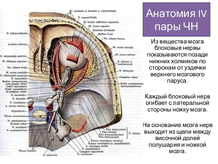 Из вещества мозга блоковые нервы показываются позади нижних холмиков по сторонам от