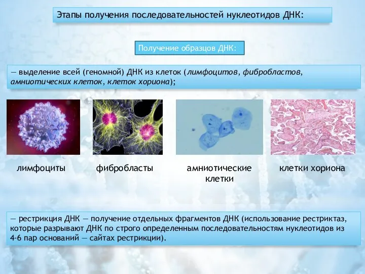 Этапы получения последовательностей нуклеотидов ДНК: Получение образцов ДНК: — выделение всей (геномной)