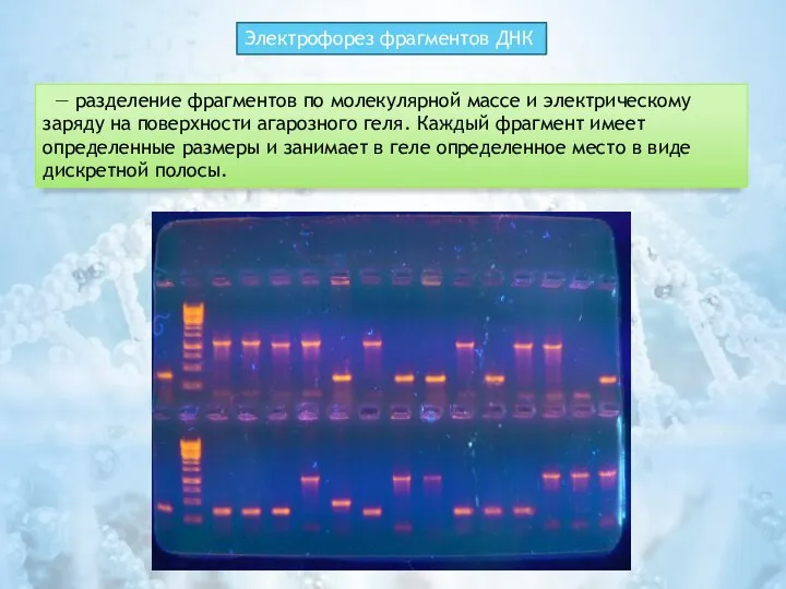 Электрофорез фрагментов ДНК — разделение фрагментов по молекулярной массе и электрическому заряду