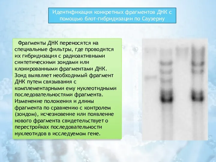 Идентификация конкретных фрагментов ДНК с помощью блот-гибридизации по Саузерну Фрагменты ДНК переносятся
