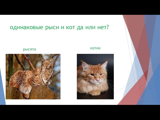 одинаковые рыси и кот да или нет? рысята котик