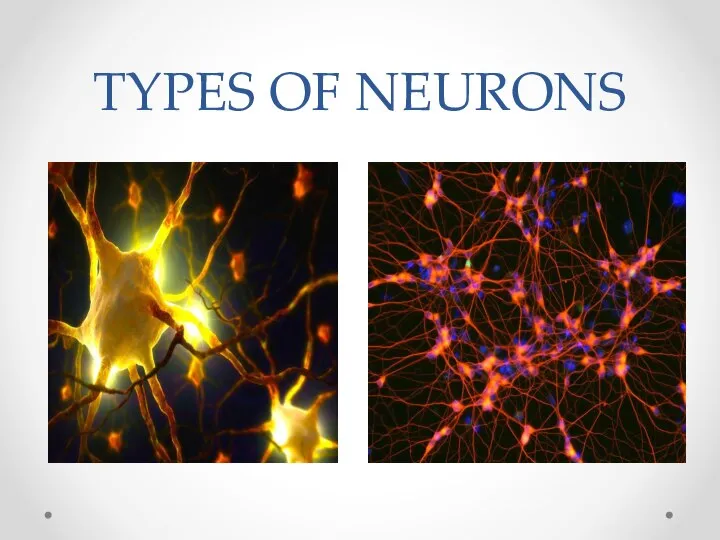 TYPES OF NEURONS