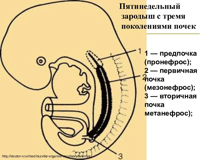 Развитие почки млекопитающих Пятинедельный зародыш с тремя поколениями почек 1 — предпочка