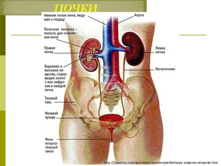 ПОЧКИ http://2pochku.ru/anatomiya/mochevydelitelnaya-sistema-stroenie.html