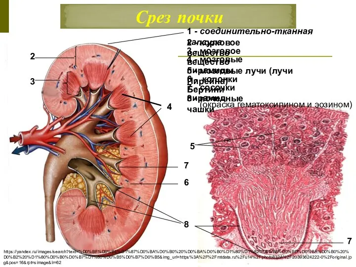 Срез почки 1 - соединительно-тканная капсула 1 2 2 - корковое вещество