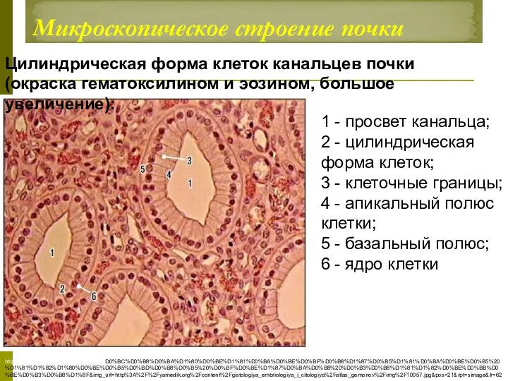 Микроскопическое строение почки https://yandex.ru/images/search?text=%D0%BC%D0%B8%D0%BA%D1%80%D0%BE%D1%81%D0%BA%D0%BE%D0%BF%D0%B8%D1%87%D0%B5%D1%81%D0%BA%D0%BE%D0%B5%20%D1%81%D1%82%D1%80%D0%BE%D0%B5%D0%BD%D0%B8%D0%B5%20%D0%BF%D0%BE%D1%87%D0%BA%D0%B8%20%D0%B3%D0%B8%D1%81%D1%82%D0%BE%D0%BB%D0%BE%D0%B3%D0%B8%D1%8F&img_url=http%3A%2F%2Fyamedik.org%2Fcontent%2Fgistologiya_embriologiya_i_citologiya%2Fatlas_gemonov%2Fimg%2F10057.jpg&pos=21&rpt=simage&lr=62 1 - просвет канальца; 2 - цилиндрическая форма