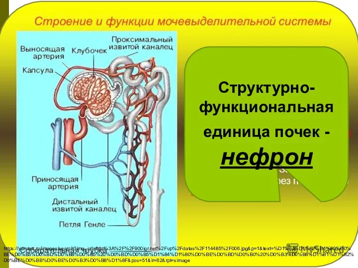 Структурно-функциональная единица почек - нефрон https://yandex.ru/images/search?img_url=http%3A%2F%2F900igr.net%2Fup%2Fdatas%2F114485%2F006.jpg&p=1&text=%D1%81%D1%82%D1%80%D0%BE%D0%B5%D0%BD%D0%B8%D0%B5%20%D0%BD%D0%B5%D1%84%D1%80%D0%BE%D0%BD%D0%B0%20%D0%B3%D0%B8%D1%81%D1%82%D0%BE%D0%BB%D0%BE%D0%B3%D0%B8%D1%8F&pos=51&lr=62&rpt=simage