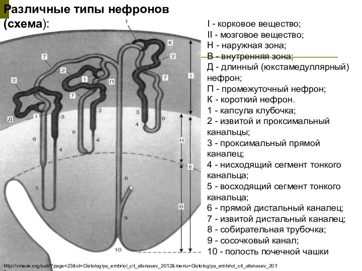 I - корковое вещество; II - мозговое вещество; Н - наружная зона;