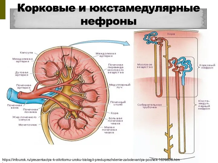 https://infourok.ru/prezentaciya-k-otkritomu-uroku-biologii-preduprezhdenie-zabolevaniya-pochek-1676658.html