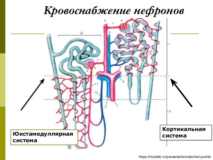 https://myslide.ru/presentation/skachat-pochki Кровоснабжение нефронов Кортикальная система Юкстамедуллярная система