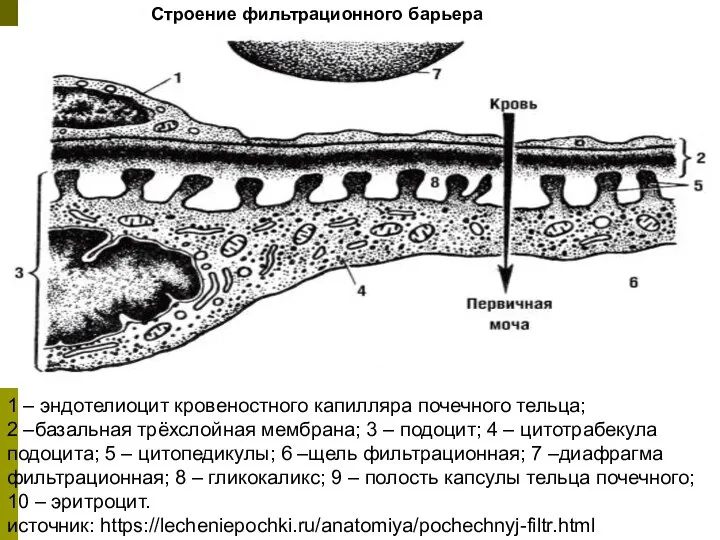 1 – эндотелиоцит кровеностного капилляра почечного тельца; 2 –базальная трёхслойная мембрана; 3