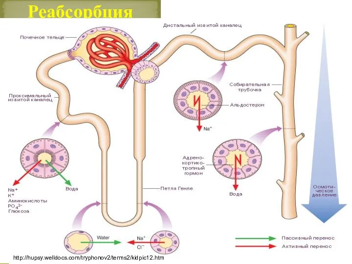 Реабсорбция http://hupsy.welldocs.com/tryphonov2/terms2/kidpic12.htm