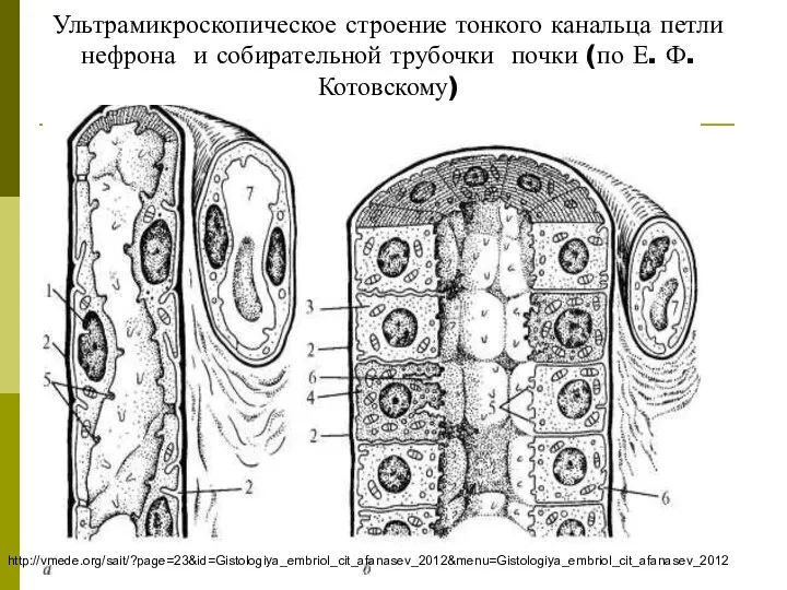 Ультрамикроскопическое строение тонкого канальца петли нефрона и собирательной трубочки почки (по Е. Ф. Котовскому) http://vmede.org/sait/?page=23&id=Gistologiya_embriol_cit_afanasev_2012&menu=Gistologiya_embriol_cit_afanasev_2012