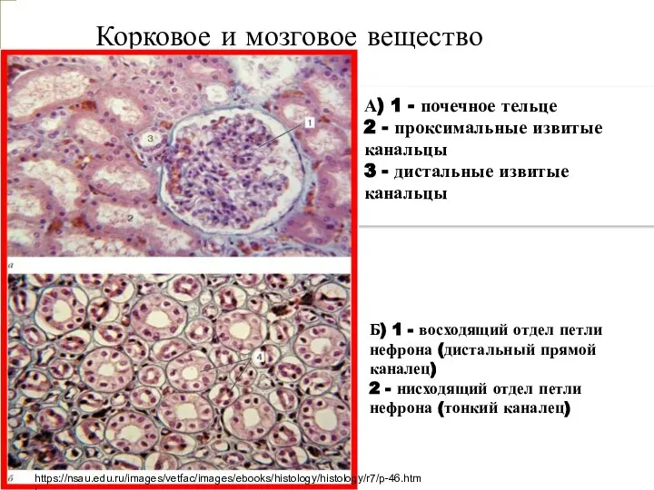 Корковое и мозговое вещество А) 1 - почечное тельце 2 - проксимальные