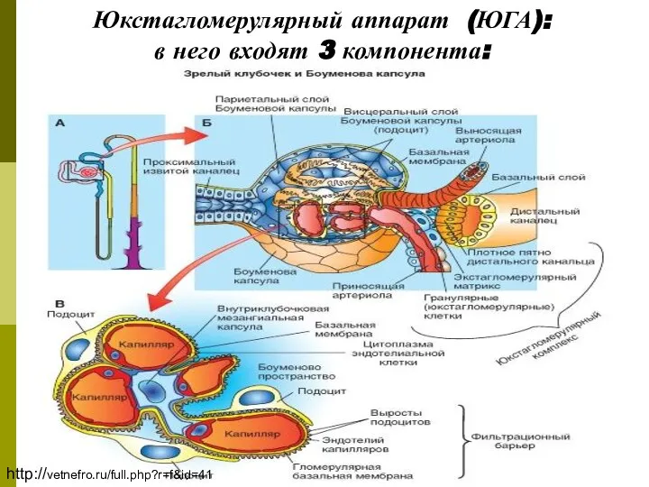 Юкстагломерулярный аппарат (ЮГА): в него входят 3 компонента: http://vetnefro.ru/full.php?r=f&id=41